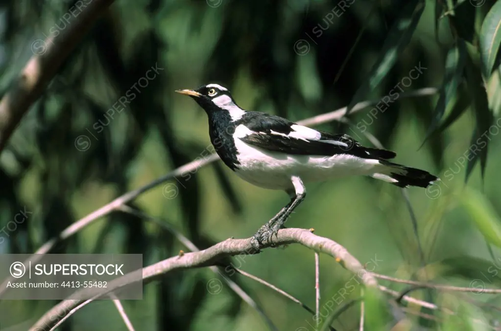 Magpie-lark on branch
