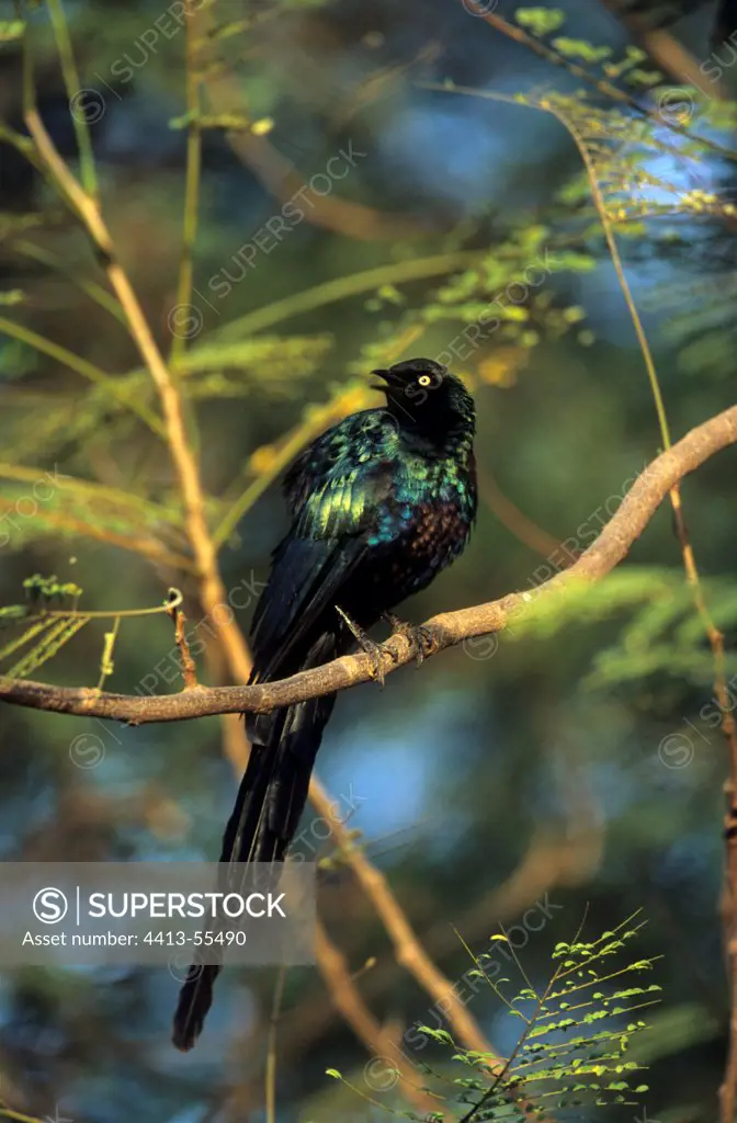 Long-tailed Glossy Starling on a tree Senegal