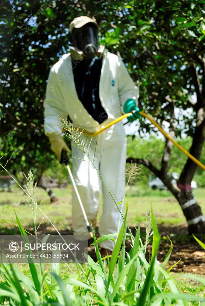 Weed-killer spraying in an orchard in Martinique
