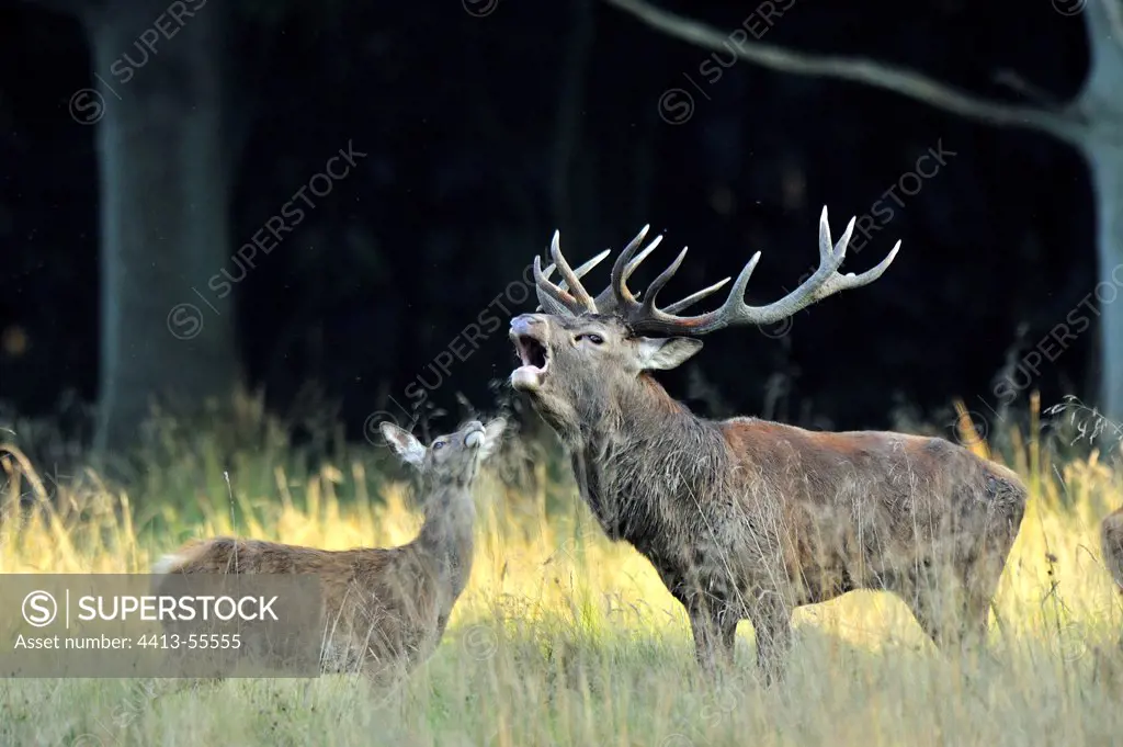 Deer bellowing in front of a doe Park Dyrehaven Denmark