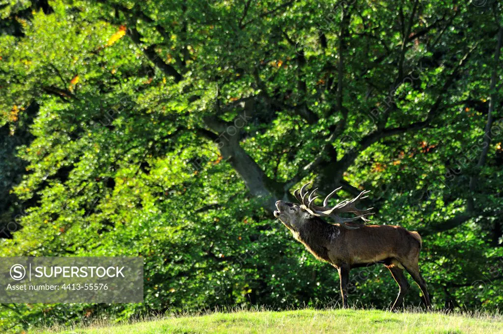 Red Deer bellowing in the Park Dyrehaven Denmark