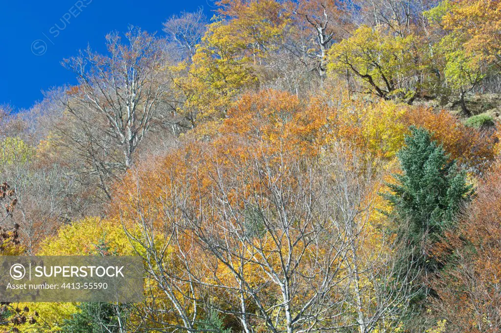 Beech forest in autumn in Spain