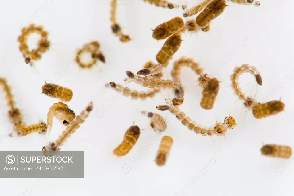 Asian Tiger Mosquito larvae observed in studio