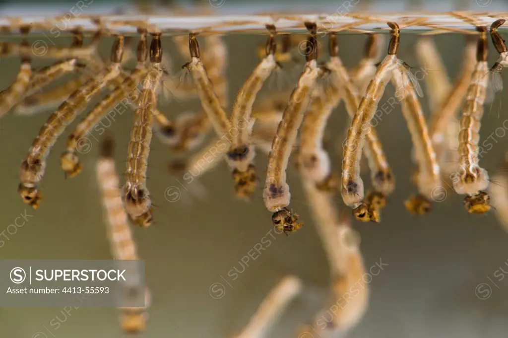 Asian Tiger Mosquito larvae developping under water