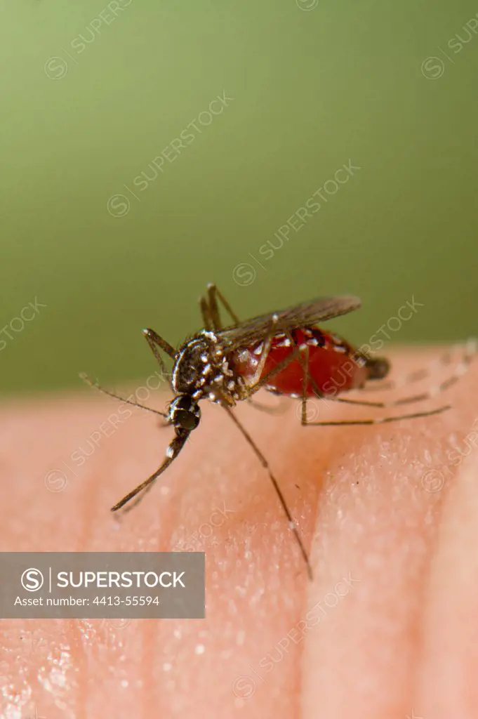 Asian tiger Mosquito eating blood on a Human beeing