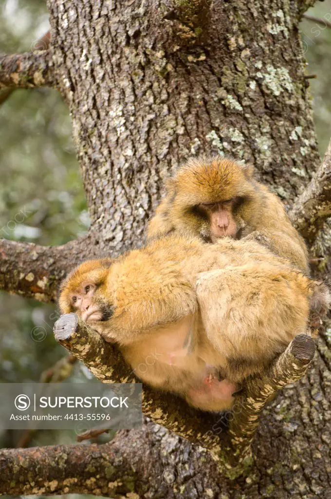 Barbary Macaques resting on a tree in Morocco
