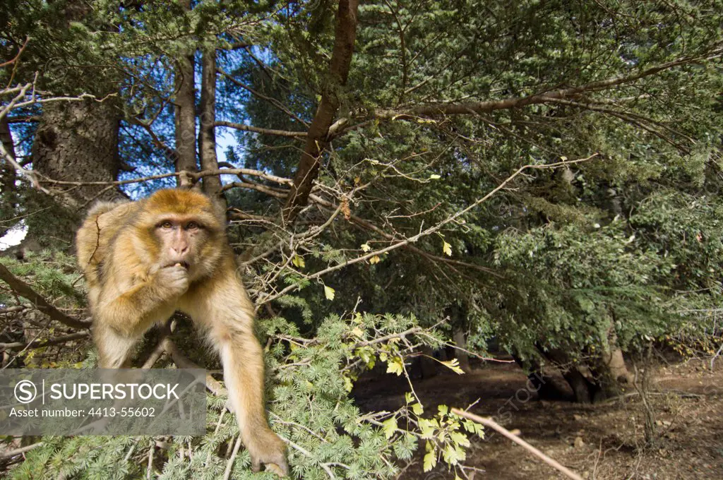Barbary Macaque eating in the forest Morocco