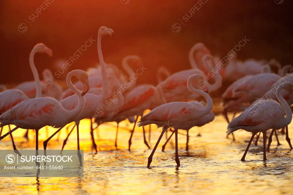 Flamingos in water Camargue