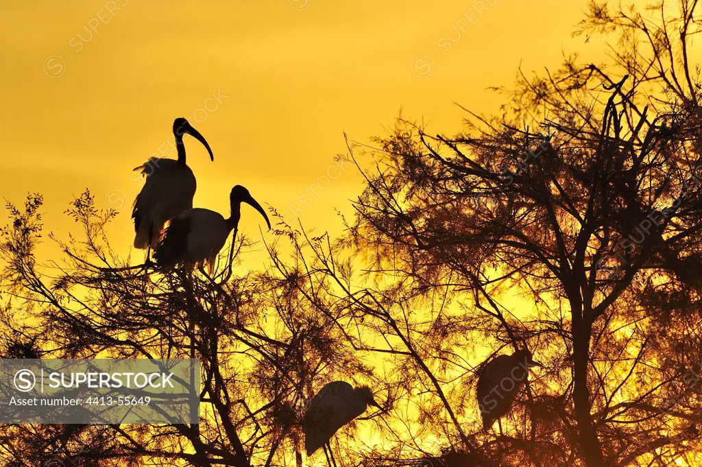 Colony Sacred Ibis and Little Egret at sunset