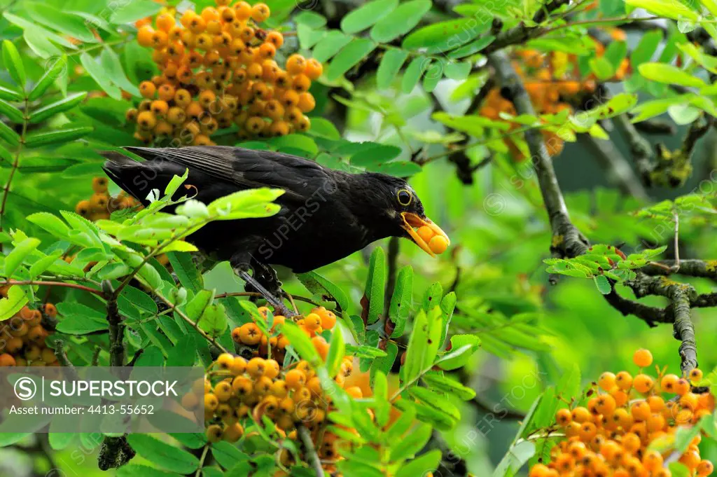 Common Blackbird taking fruits of sorb in its beak