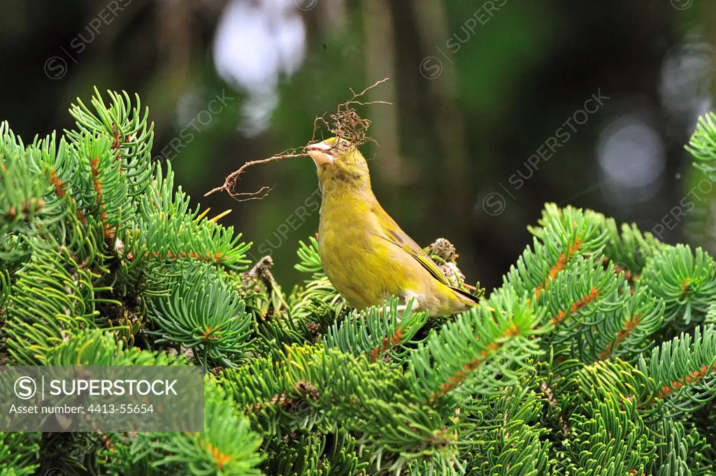 European Greenfinch collecting materials for nest