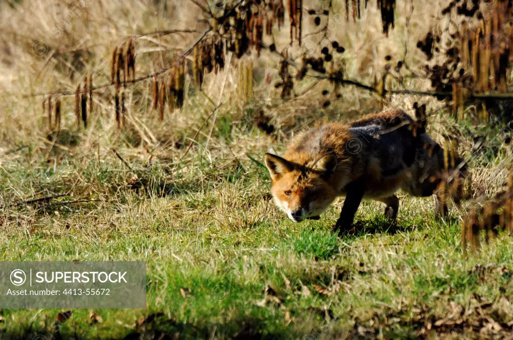 Red Fox going to a pond in the Bois de Vincennes