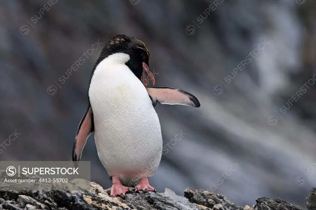 Macaroni penguin on a rock South Georgia
