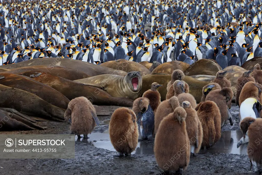 Elephant seals in a colony of King penguins St Andrew