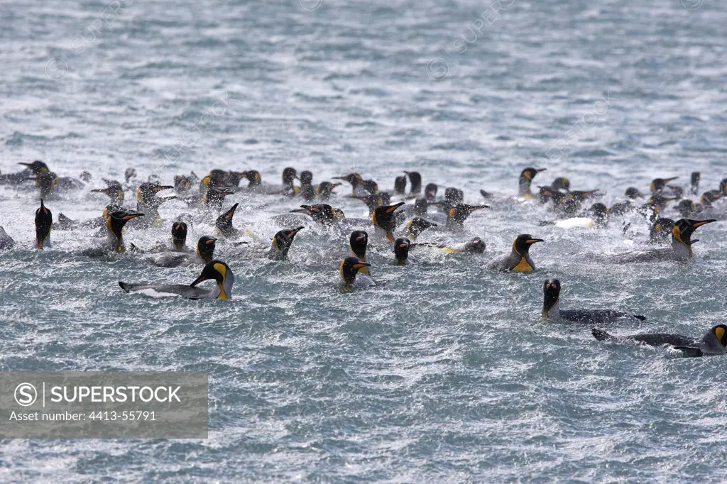 King penguins swimming Salisbury plains South Georgia