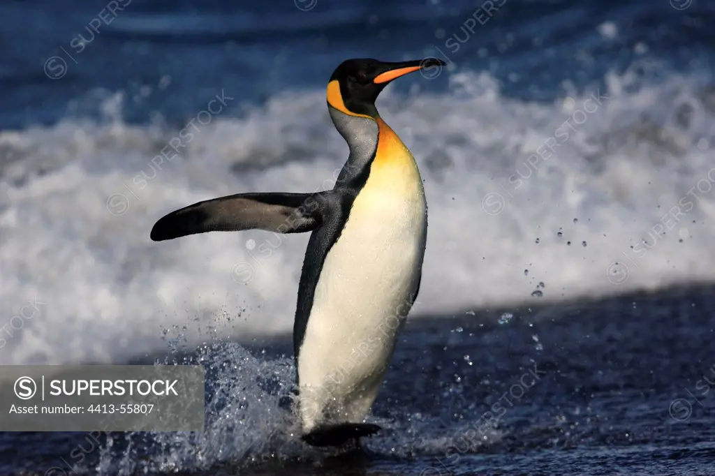 King penguin splashed by wave Salisbury plains South Georgia
