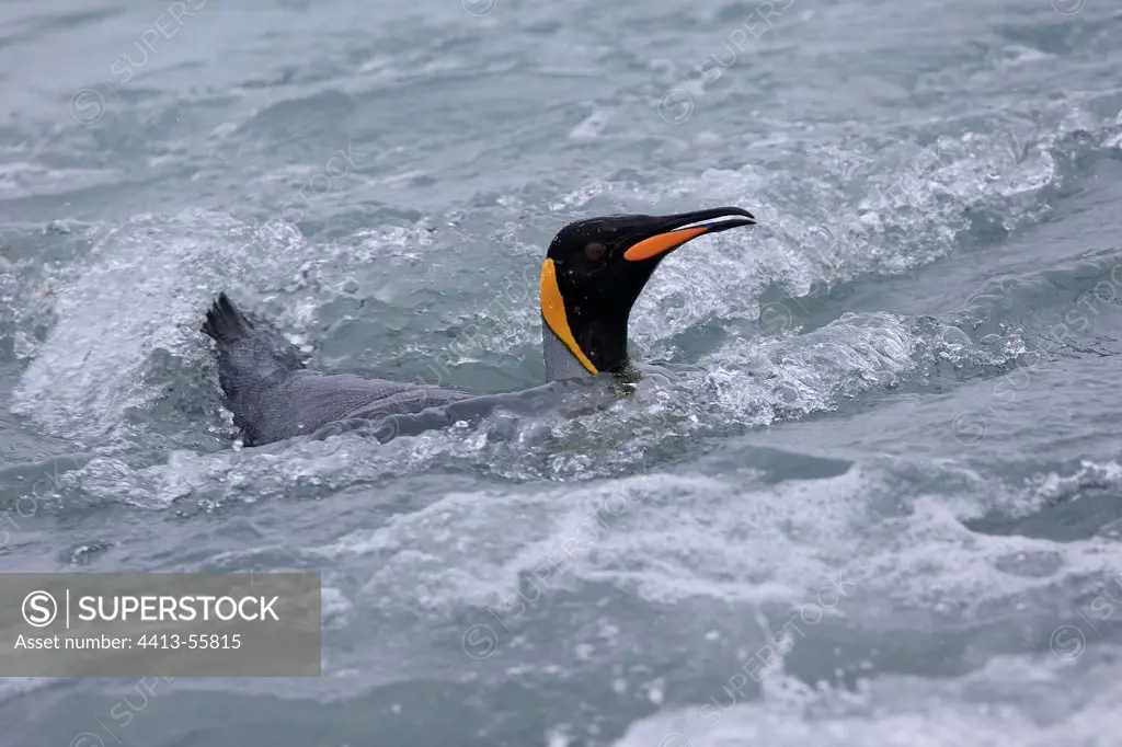 King penguin swimming Salisbury plains South Georgia