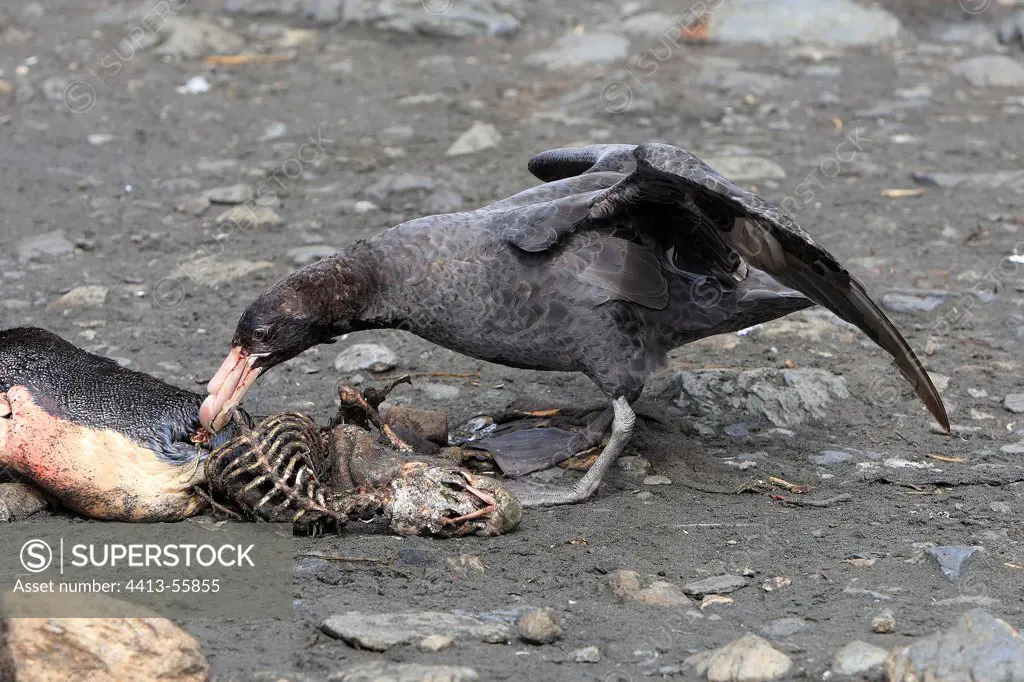 Giant petrel eating a penguin Elsehul South Georgia