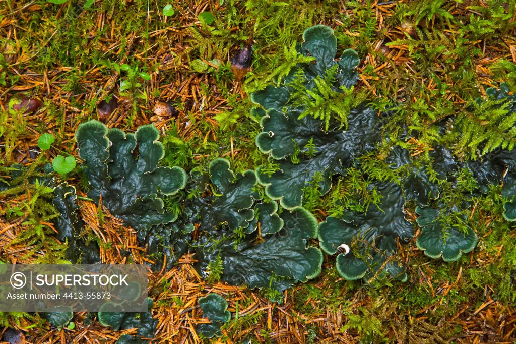 Lichenes in taiga undergrowth Finland
