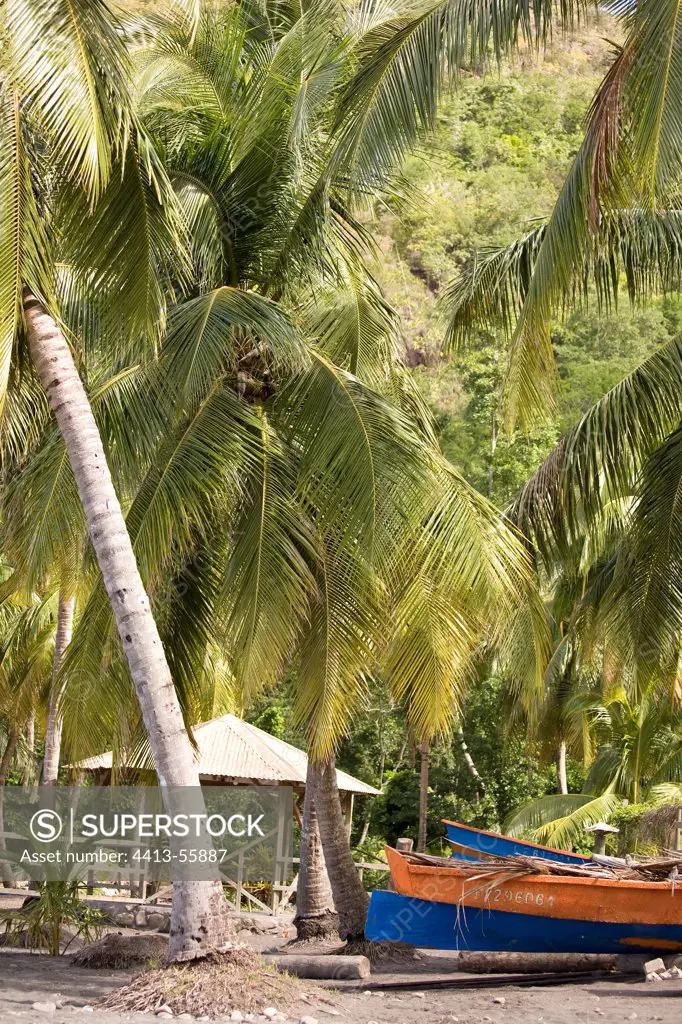 Coconut palm at Plage de l'Anse Noire in Martinique Island