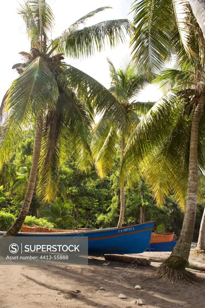 Coconut palm at Plage de l'Anse Noire in Martinique Island