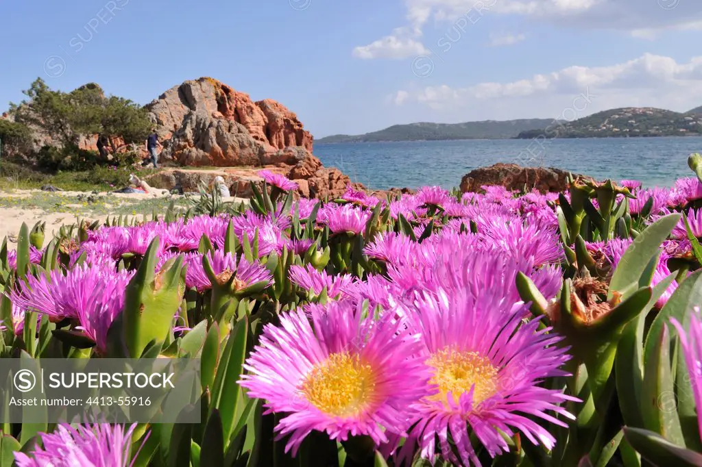 Hottentot figs in flowers in spring Corse du Sud