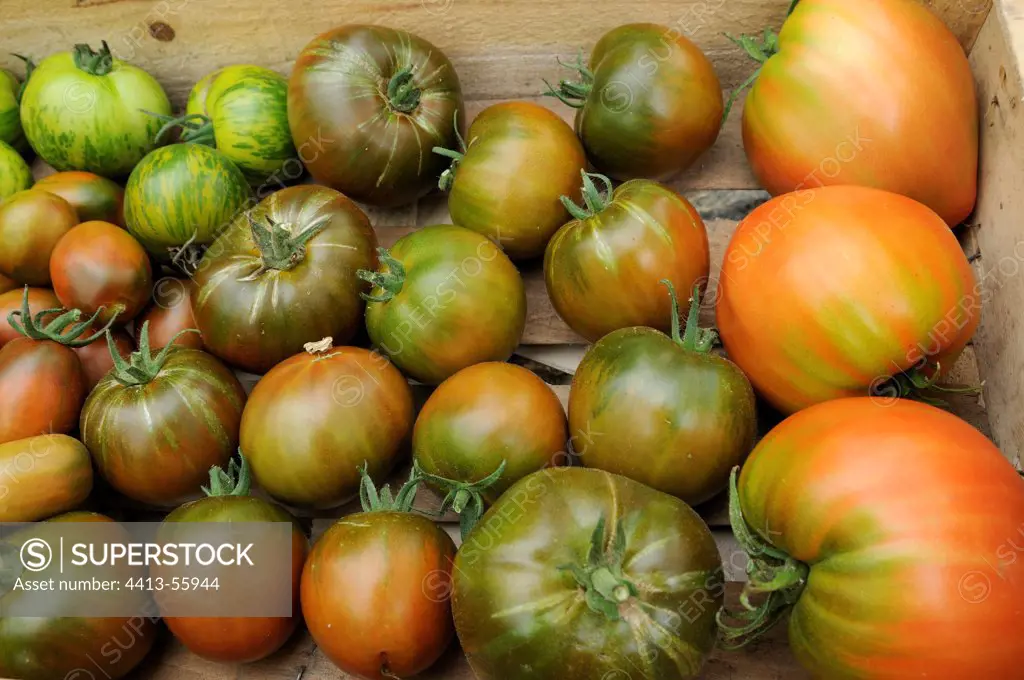 Tomatoes in a crate in Reppe France