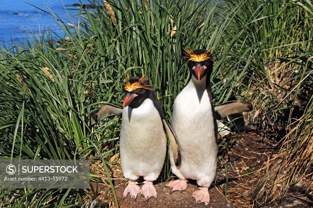 Macaroni penguins in plants Cooper Bay South Gerogia