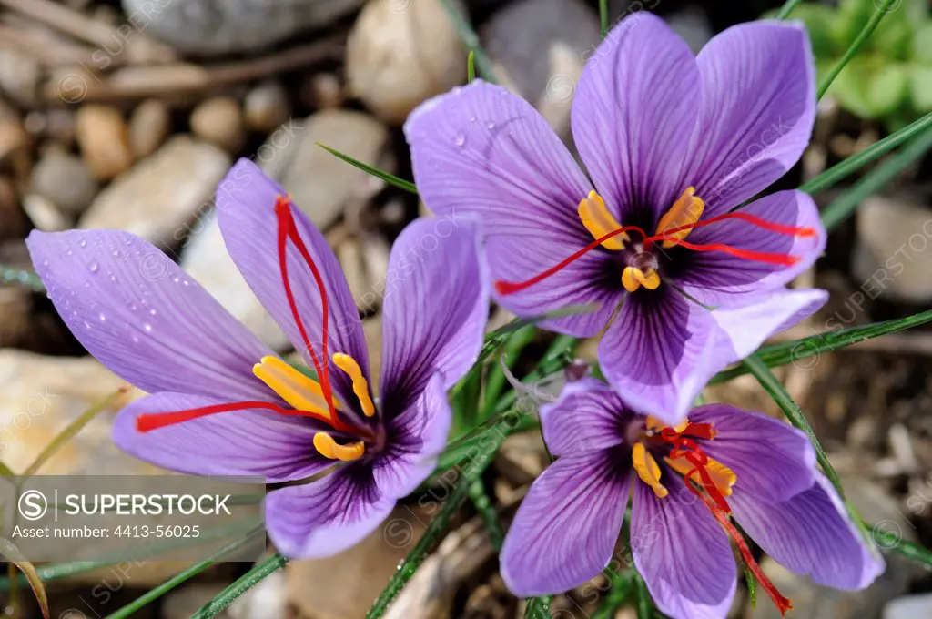 Flowers of Saffron and their red stigmas Alsace France