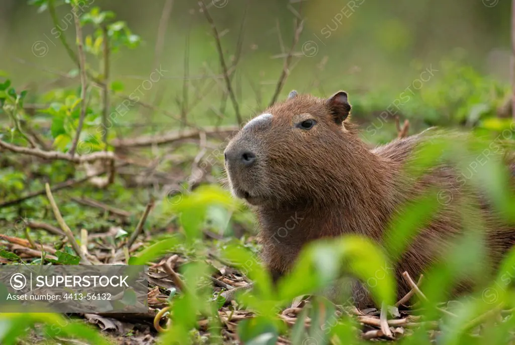 Capybara male French Guiana