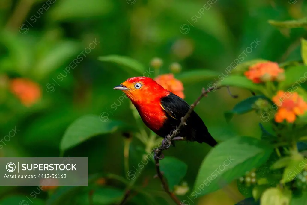 Crimson-hooded Manakin on Lantana French Guiana