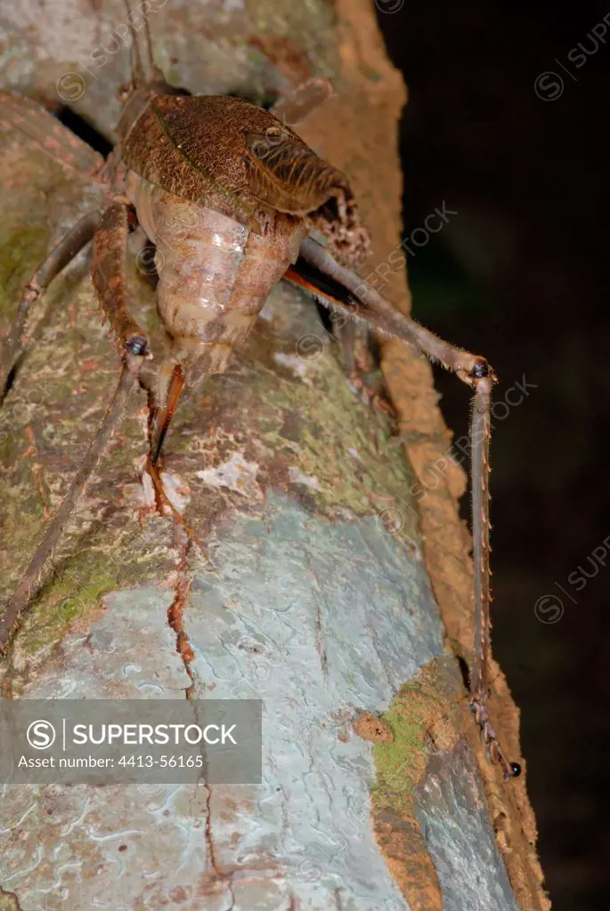 Neotropical grasshopper laying in a tree trunkFrench Guiana