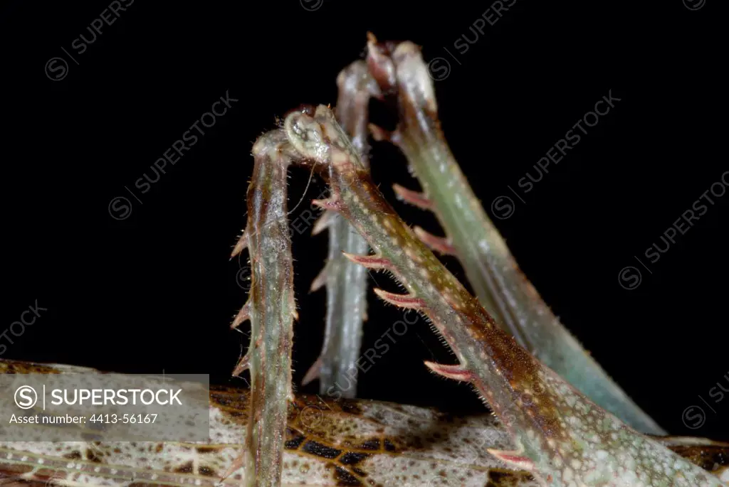 Hind legs of a neotropical grasshopper French Guiana