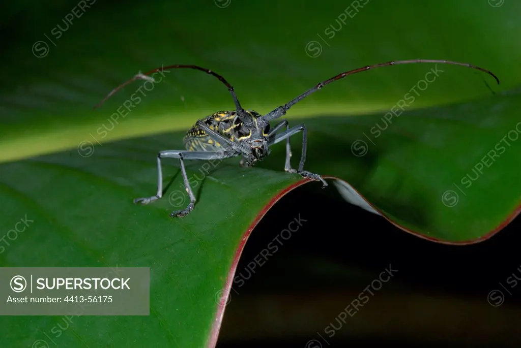 Longhorn beetle Taeniotes on leaf French Guiana