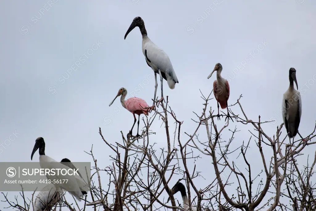 Wood Storks and Roseate Spoonbill Mato Grosso Pantanal
