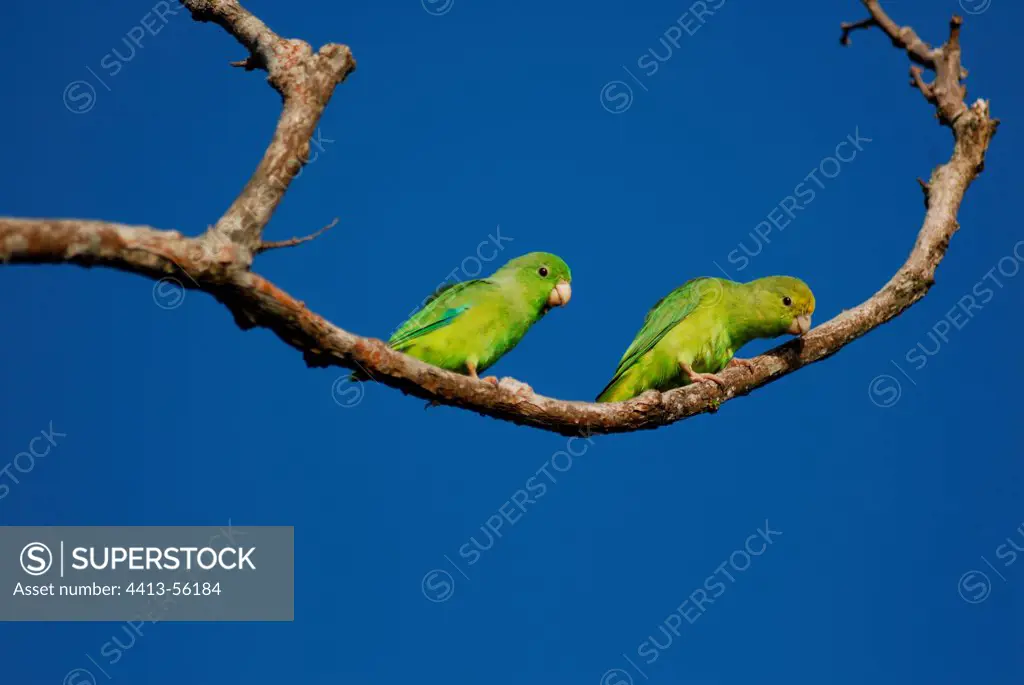 Green-rumped parrotlets couple on branch French Guiana