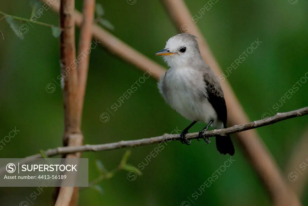White-headed March tyrant on branch Pantanal Mato Grosso