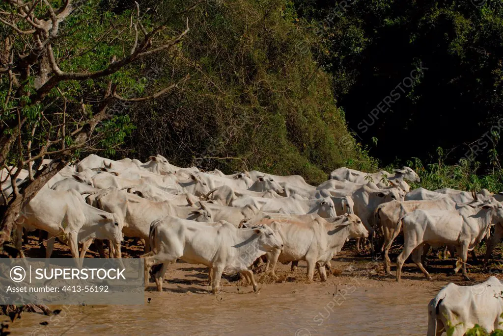 Cattle crossing a river Pantanal Mato Grosso Brazil