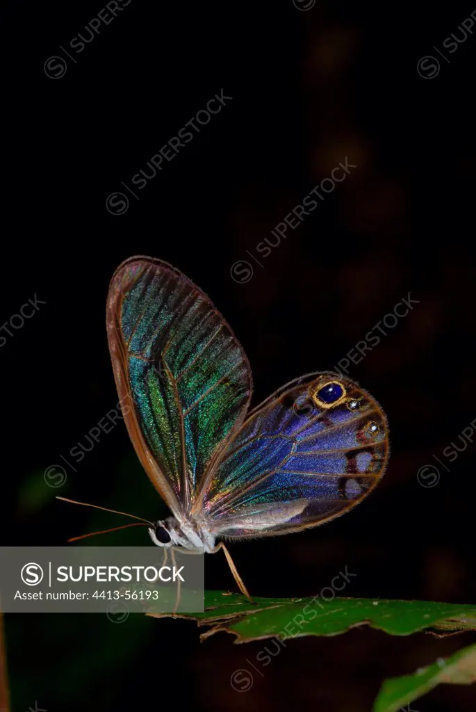 Cithaerias butterfly on leaf French Guiana