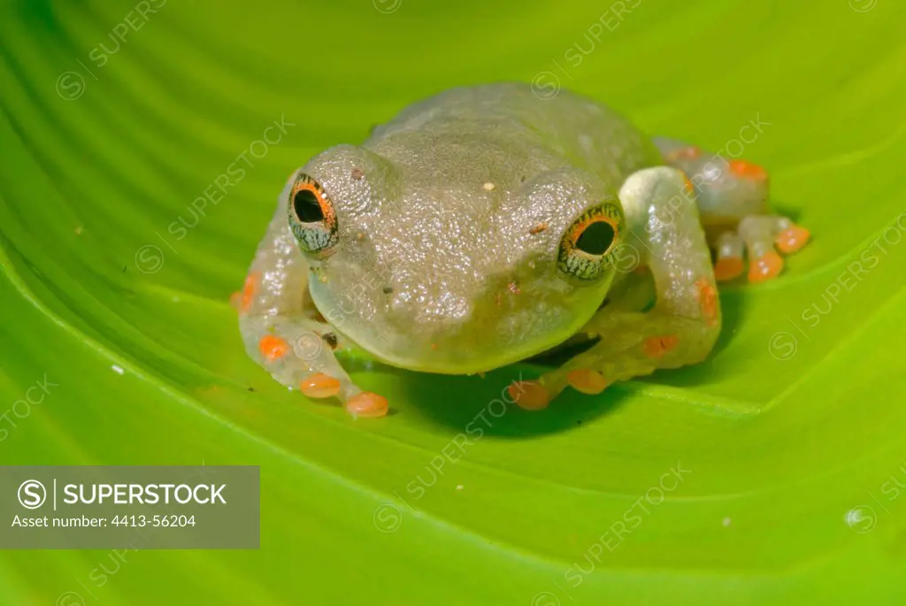 Giant Broad-headed Treefrog juvenile French Guiana