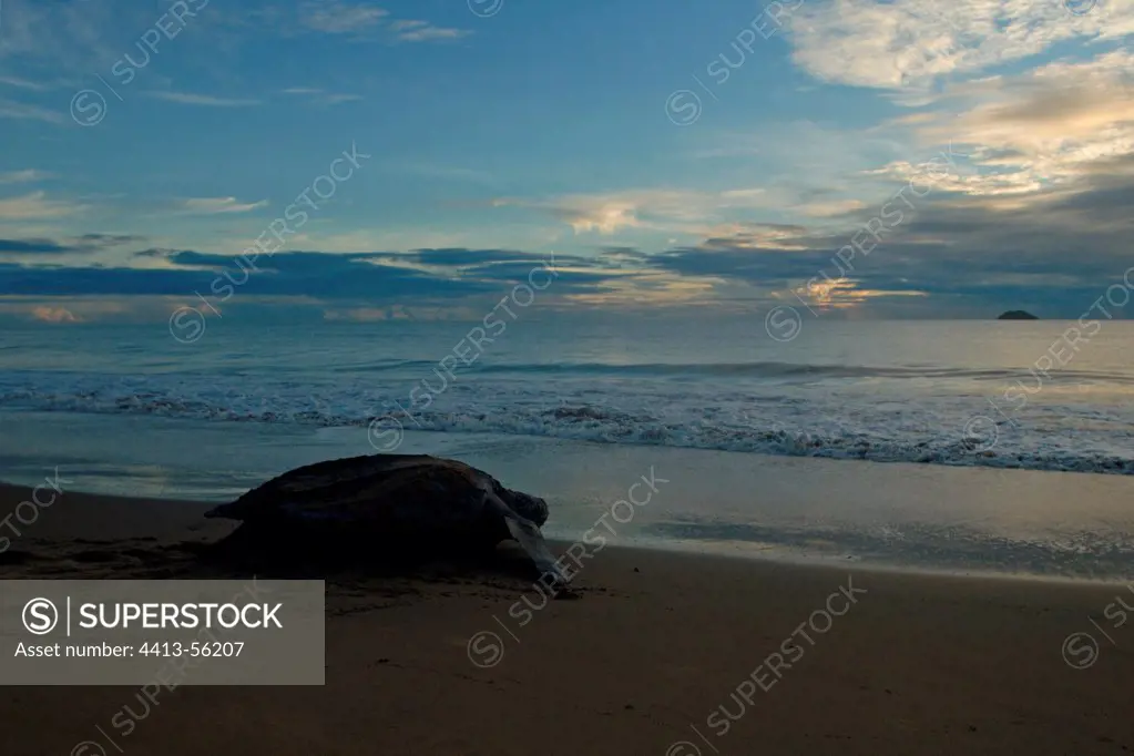 Leatherback returning to the ocean after laying Guiana