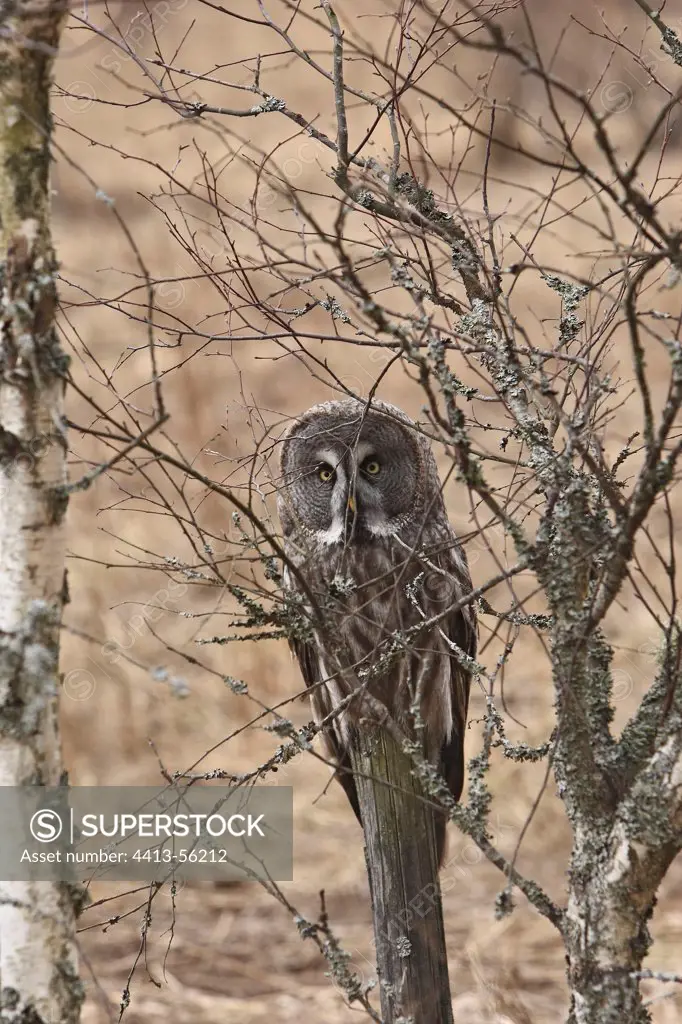 Great grey Owl lookink for food Sweden