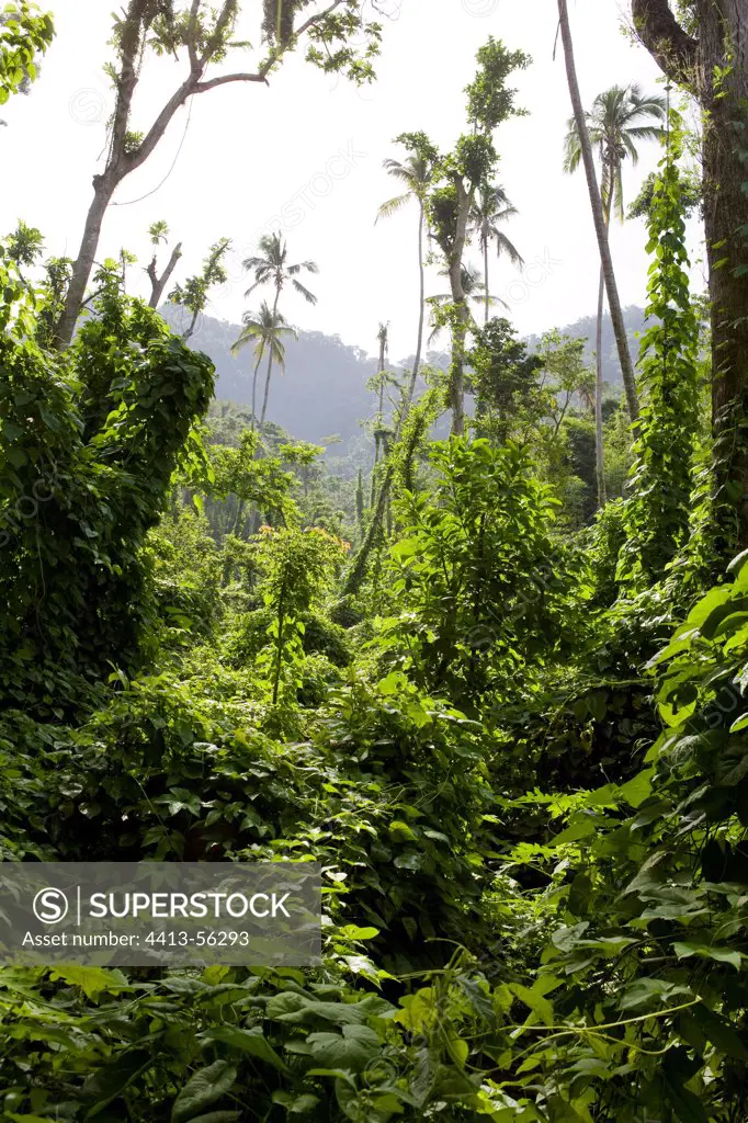Tropical forest at Anse Noire in Martinique Island