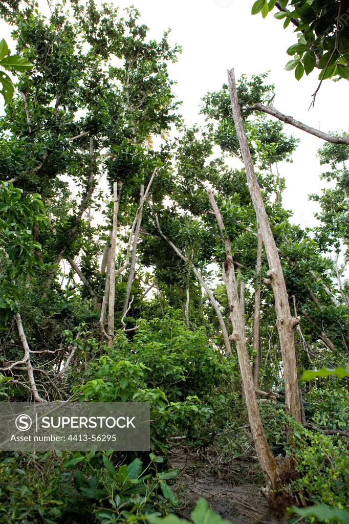 Costal forest devasted after a hurricane Martinique Island