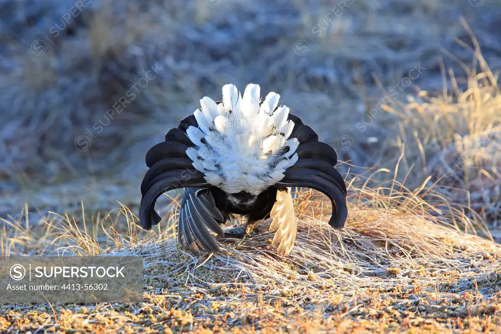 Black grouse male courtship on ground Sweden
