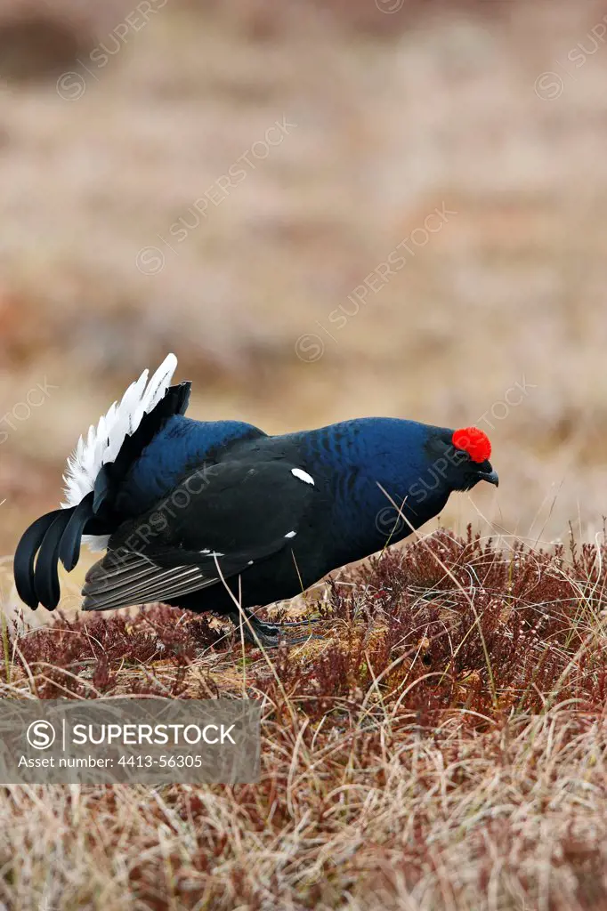 Black grouse male courtship on ground Sweden