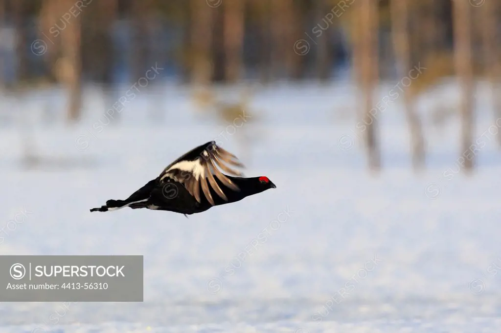 Black grouse male flying Sweden