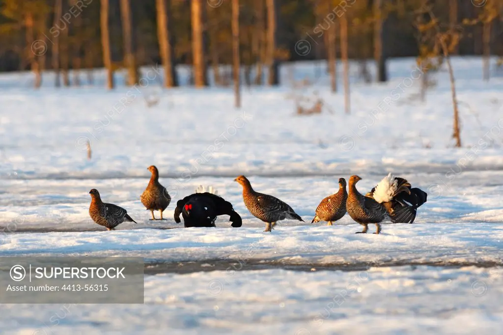 Black grouse male courtship and female on snow Sweden