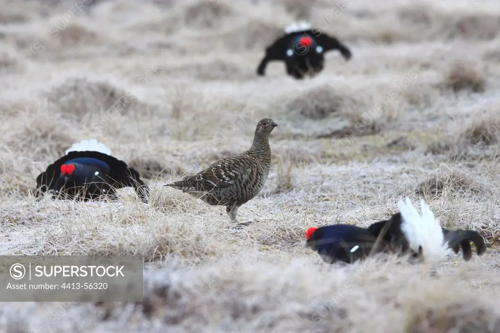 Black grouse males courtship and female on ground Sweden