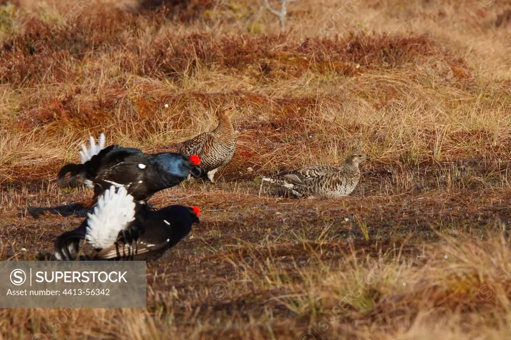 Black grouse males courtship and females on ground Sweden